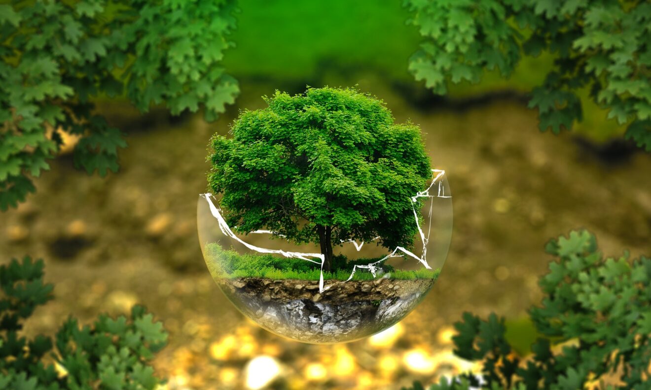 A Pamiers : Les arbres sont le poumon de la terre !