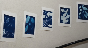 “Foret sous cyanotype”, le nouveau parcours artistique et culturel du SEJ de Pamiers