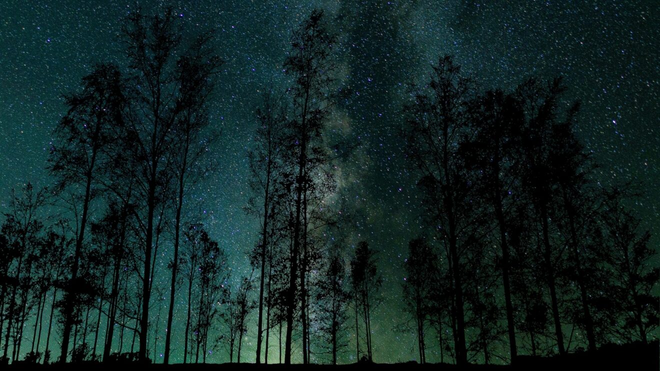 L’école ÊTRE aux « nuits des Forêts »