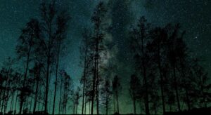 L’école ÊTRE aux « nuits des Forêts »